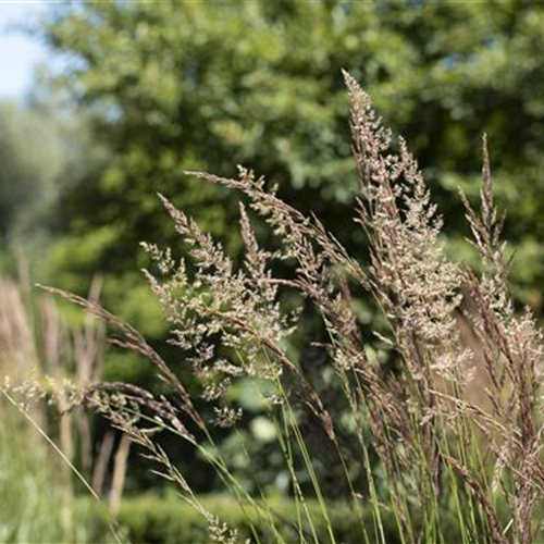 Neumanns Gartenwelt Große Pflanzenauswahl aus Tornesch