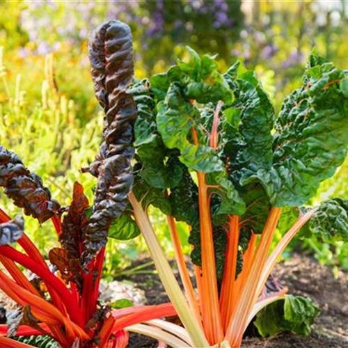 Neumanns Gartenwelt Große Pflanzenauswahl aus Tornesch