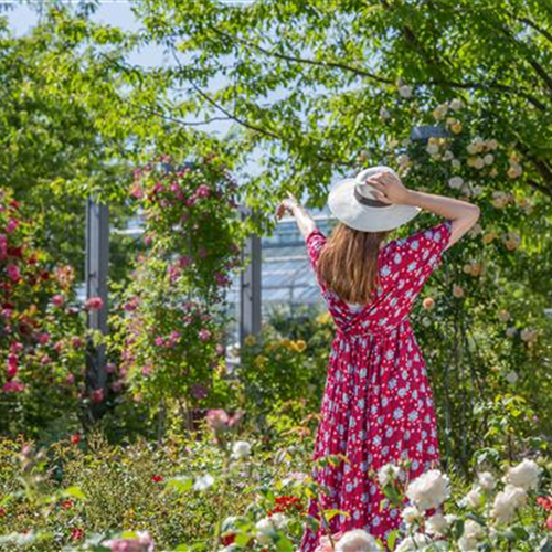 DER ROSENGARTEN - SCHLICHTE ELEGANZ UND TOLLE DüFTE