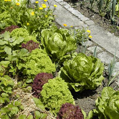 Neumanns Gartenwelt Große Pflanzenauswahl aus Tornesch