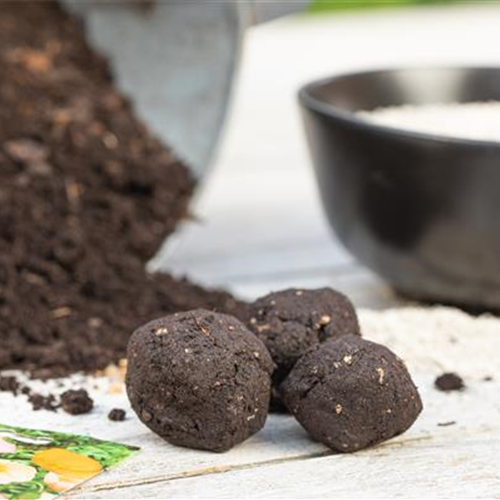 SAMENBOMBEN - BLüHENDE üBERRASCHUNG IM GARTEN