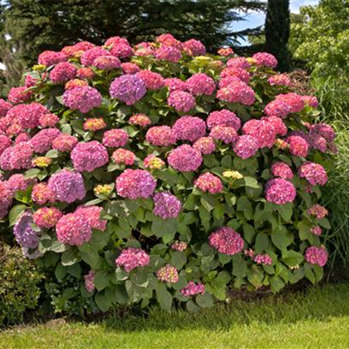 DIE BAUERN-HORTENSIE - DIE SCHöNHEIT VOM LAND