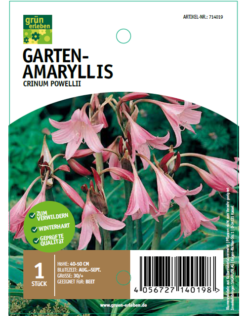 Garten-Amaryllis