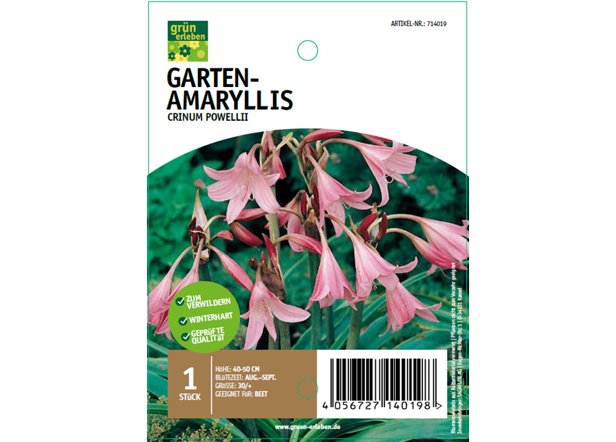 Garten-Amaryllis