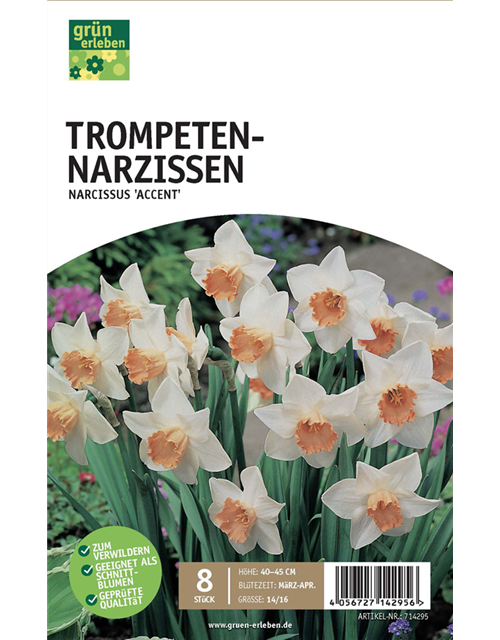 Trompeten-Narzissen 