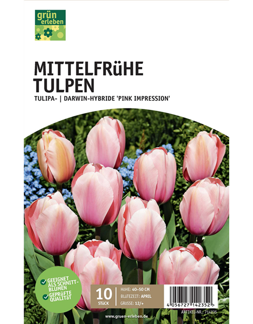 Tulpe Darwin Hybride 