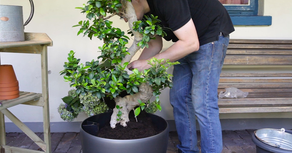 Ficus Ginseng Umtopfen Neumanns Gartenwelt