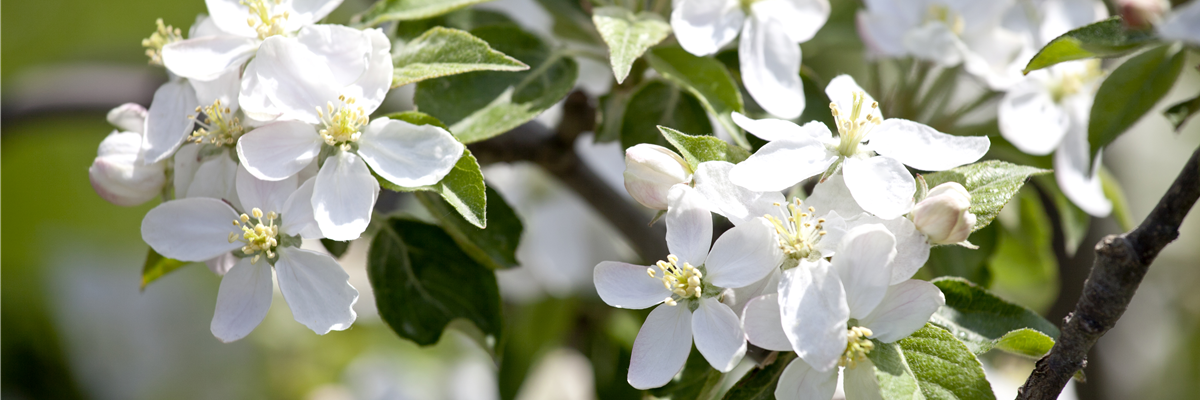 Garten To-Do's für den November 🌱