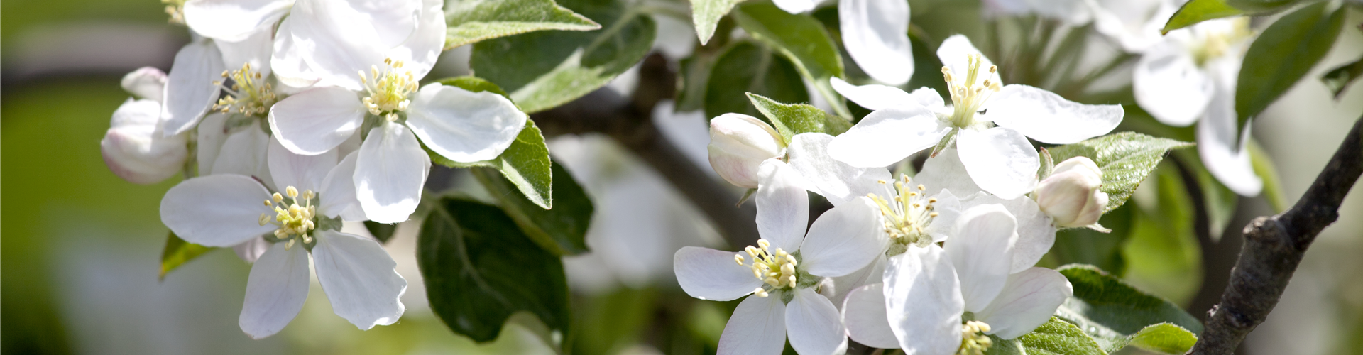 Garten To-Do's für den November 🌱
