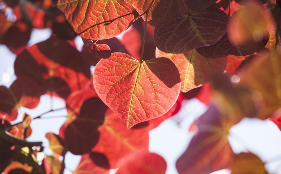 Gehölze - winterharte Pflanzen Gehölze - winterharte Pflanzen