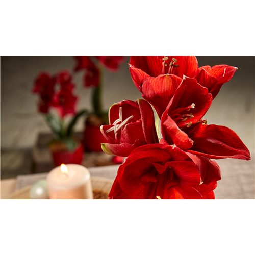 AMARYLLIS