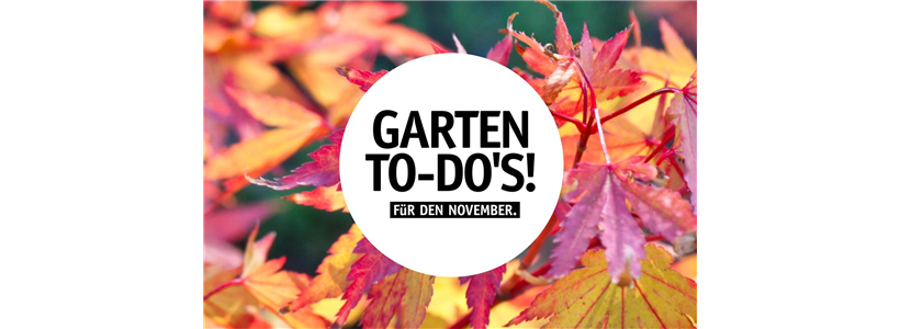 Garten To-Do's für den November 🌱