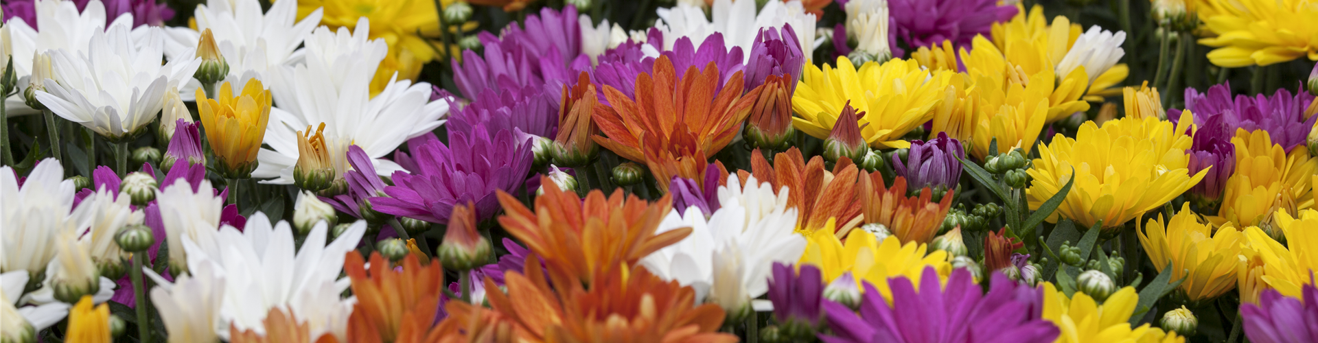 Chrysanthemum