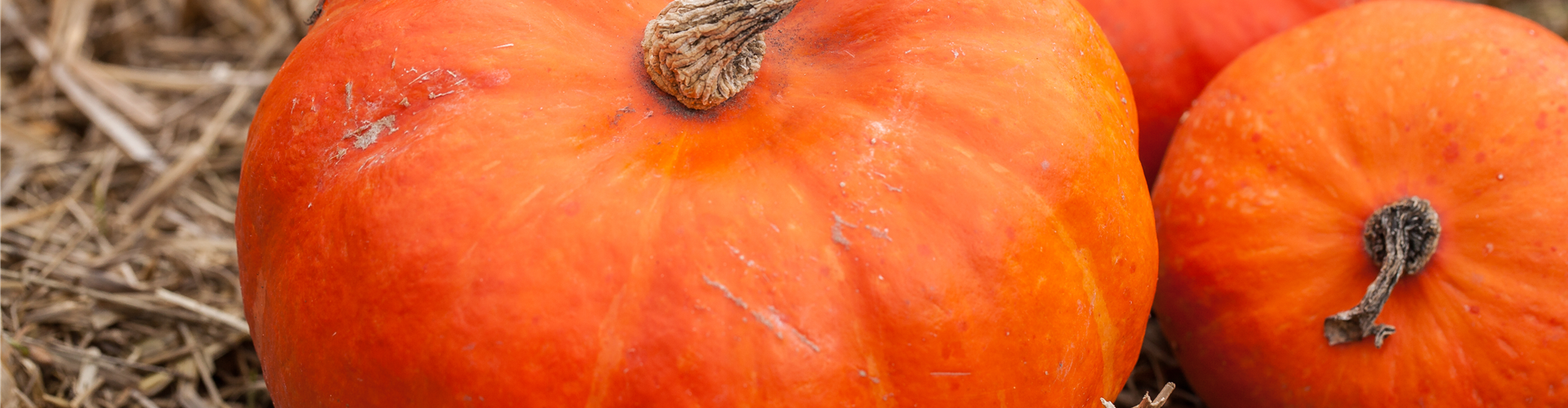 Cucurbita maxima