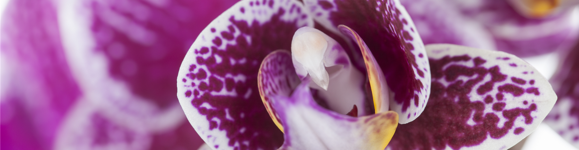 Phalaenopsis