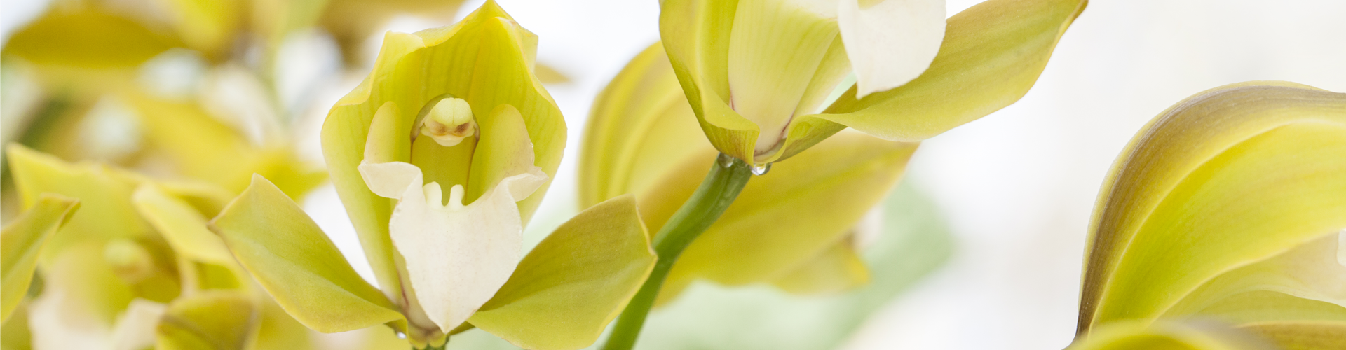 Cymbidium
