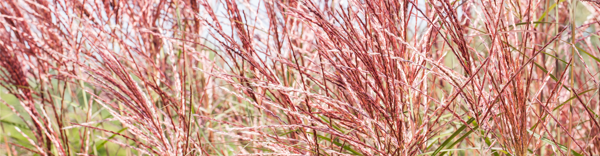Miscanthus sinensis