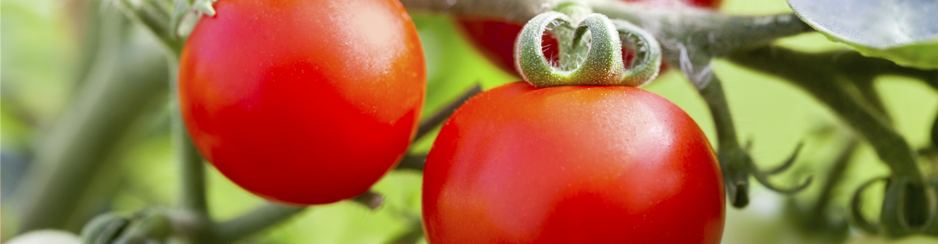 Snacktomate