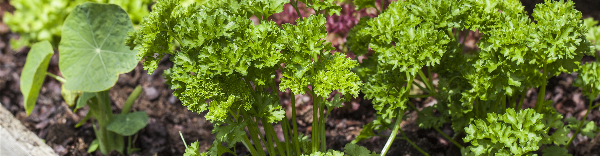 Petroselinum crispum