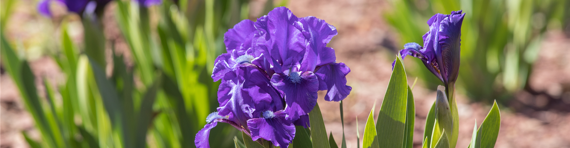 Iris barbata-nana
