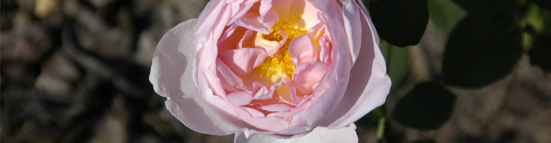 Strauchrose, rosa