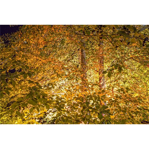 LICHTQUELLEN MACHEN DEN GARTEN SCHöNER!