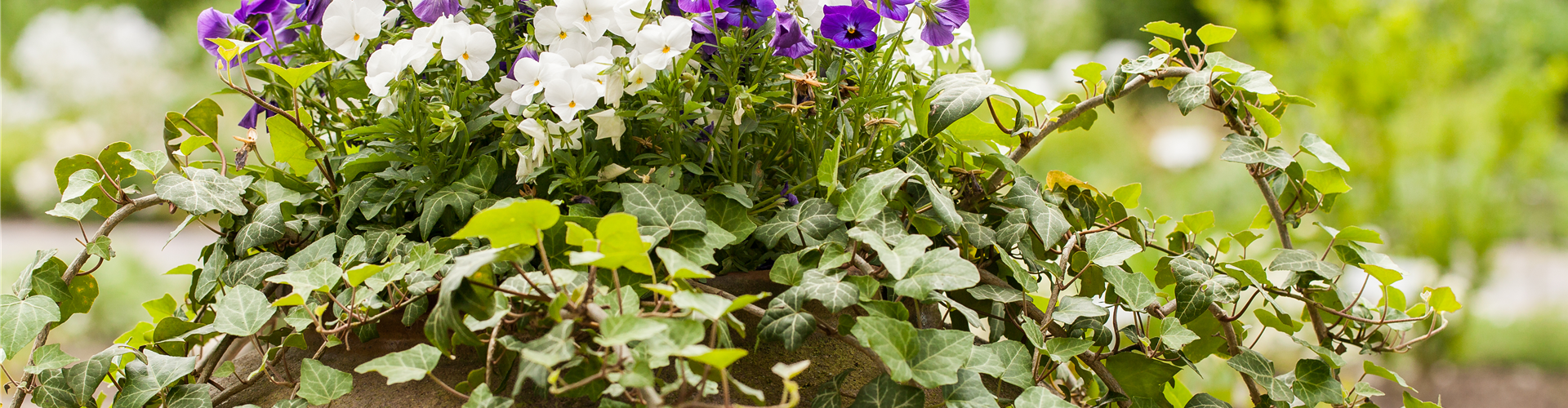 Viola cornuta