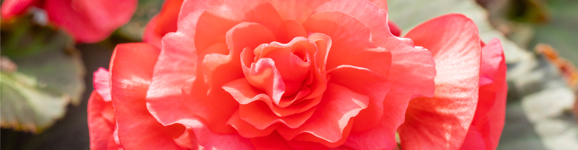 Begonia elatior 'Sunpleasure® Rose'