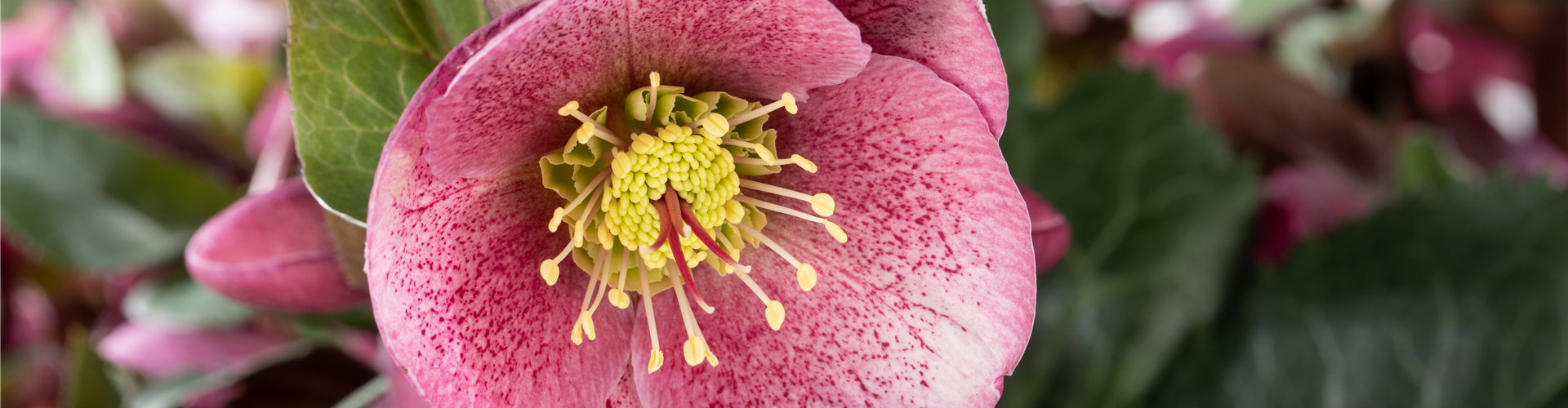 Helleborus 'Charmer'