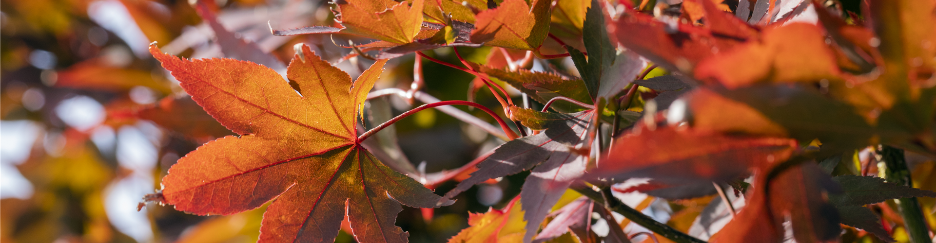 Acer