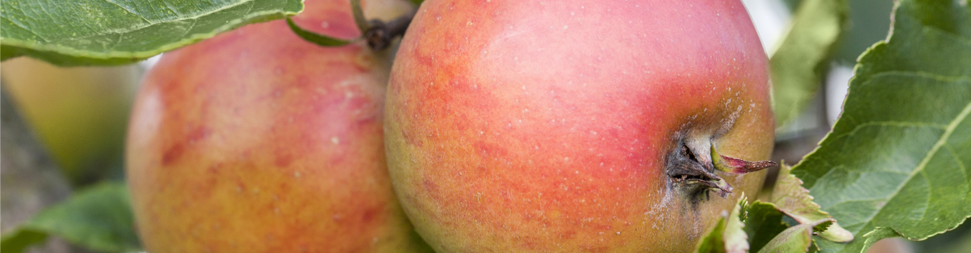 Malus domestica