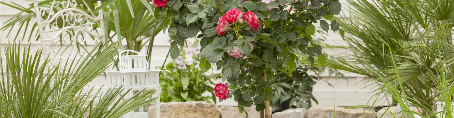 Rosa, Stamm
