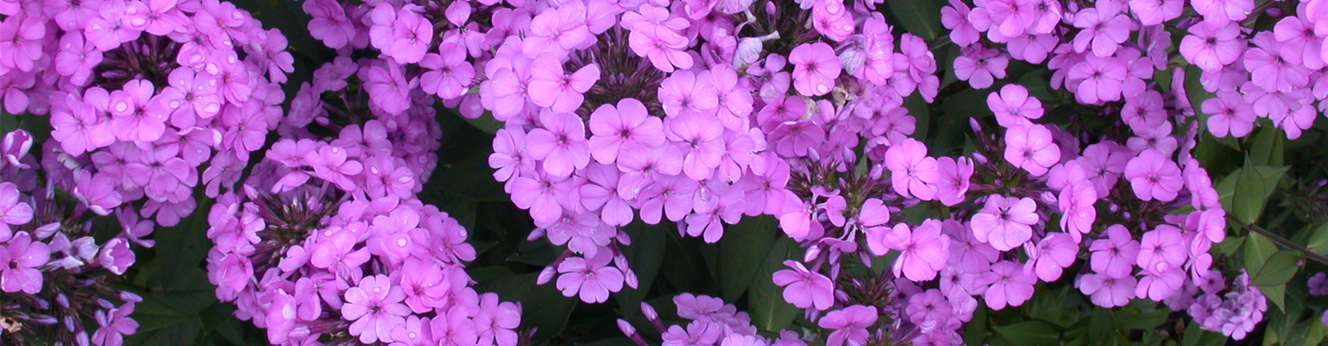 Phlox paniculata, rosa