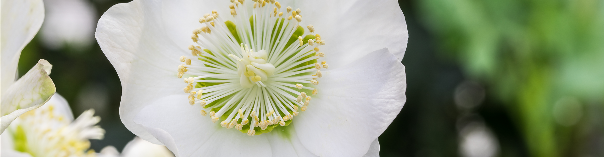 Helleborus x ericsmithii