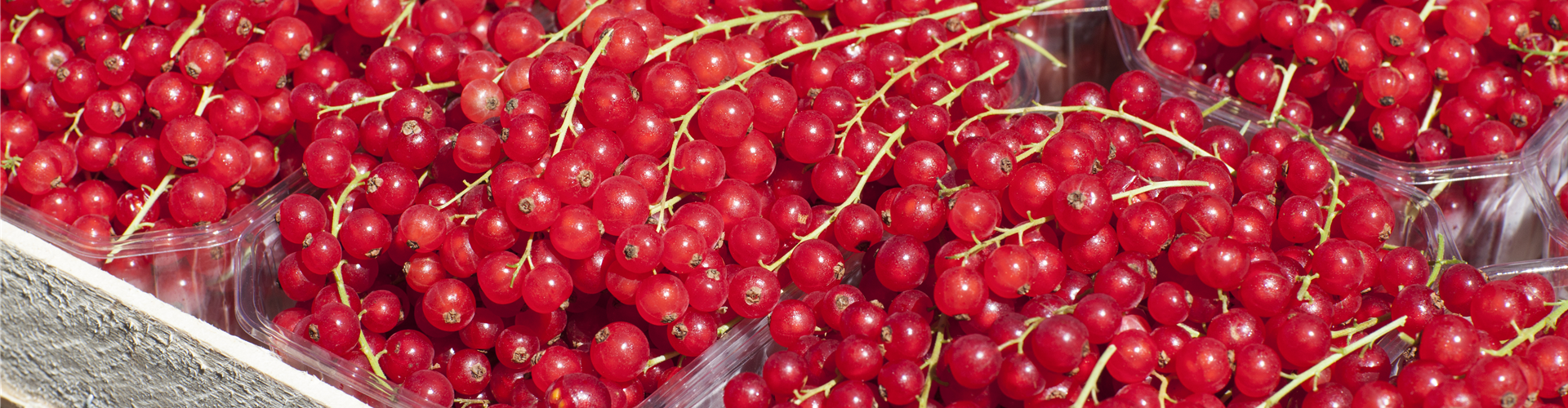 Ribes rubrum