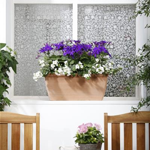 WINTERHARTE PFLANZEN FüR DEN BALKON