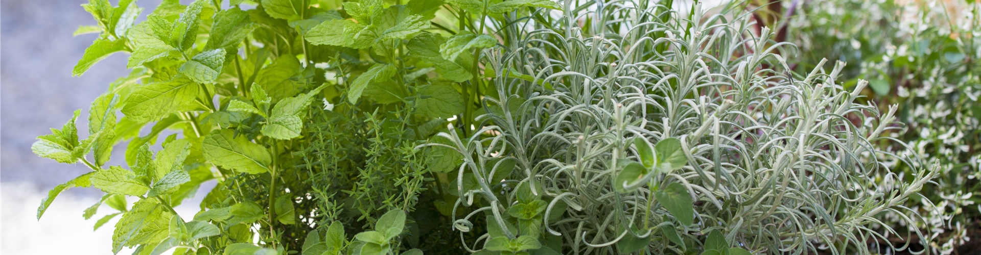 Mentha x piperita