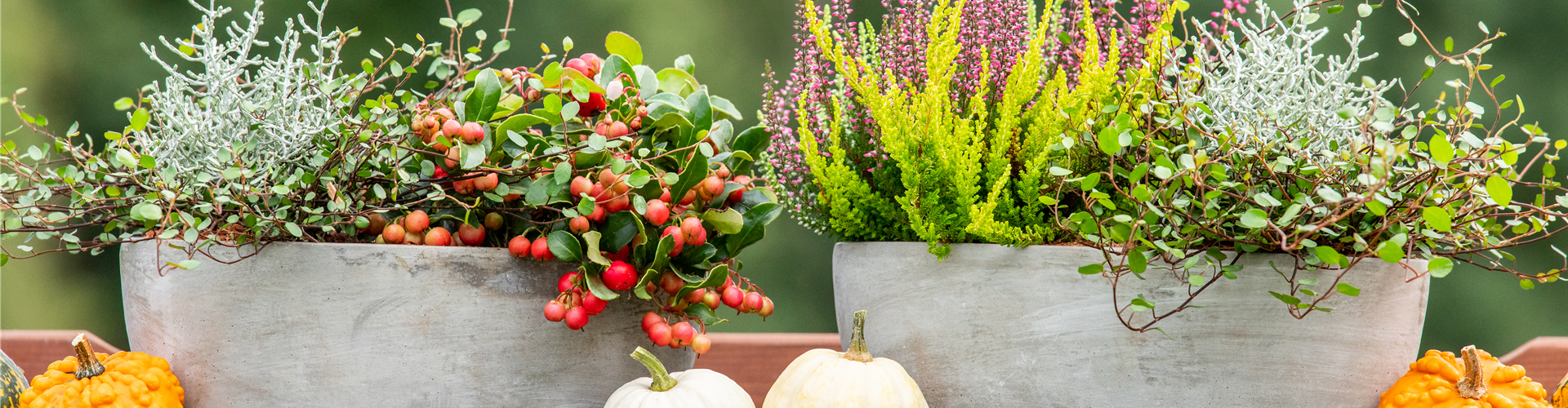 Pflanzgefäße im Herbst - Ambiente