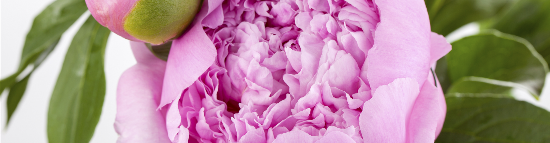Paeonia lactiflora 'Monsieur Jules Elie'