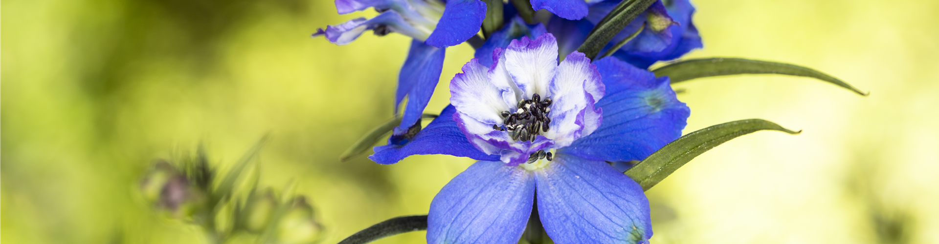 Delphinium, blau