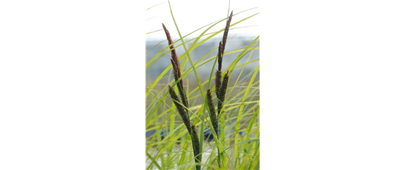 WIE GRäSER DEN GARTEN AUFWERTEN!