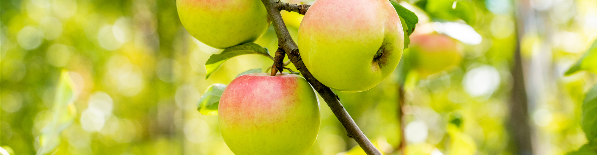 Apfel