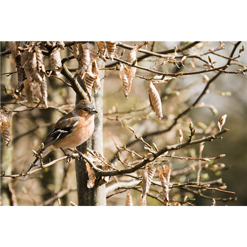 TIPPS ZUR WINTERVOGELFüTTERUNG!