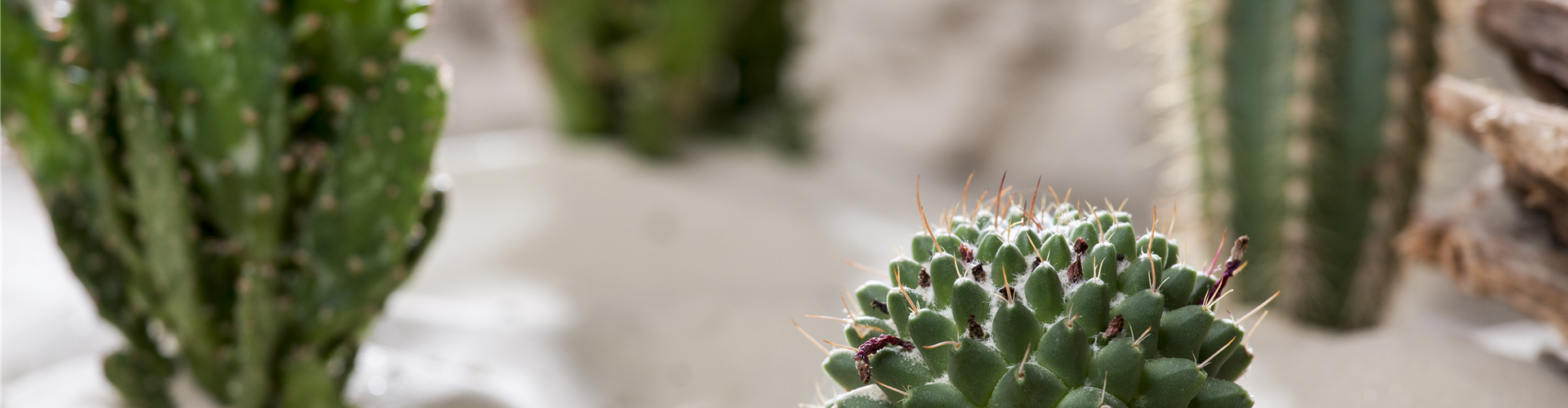 Cactus