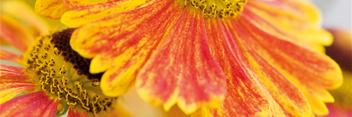 PFLANZE DES MONATS SEPTEMBER: SONNENBRAUT