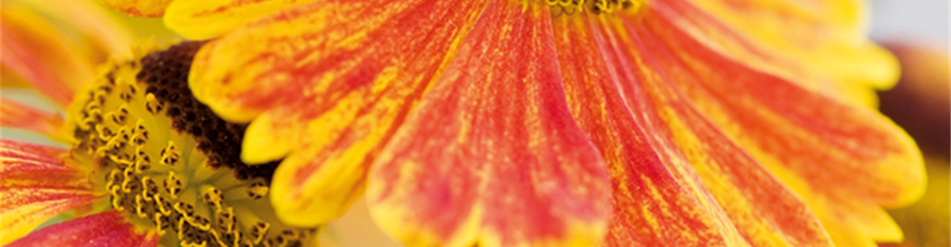 PFLANZE DES MONATS SEPTEMBER: SONNENBRAUT