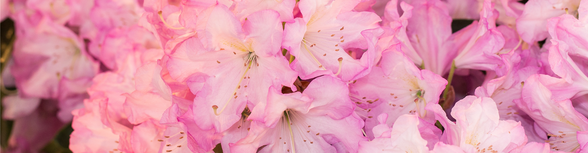 Rhododendron, duft