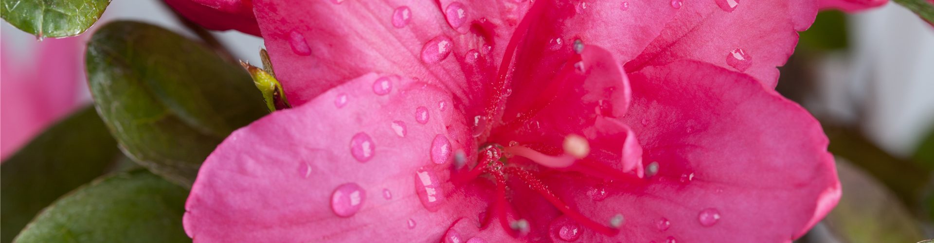 Rhododendron simsii, pink
