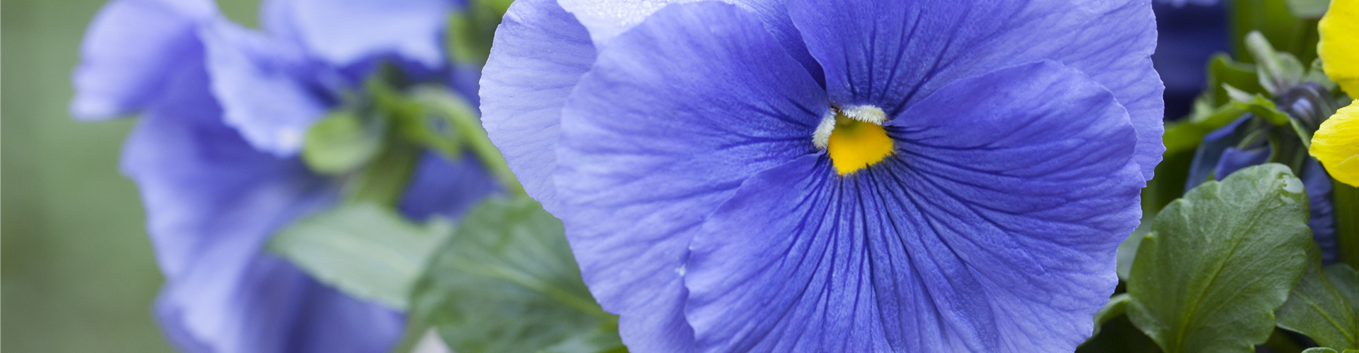 Viola x wittrockiana
