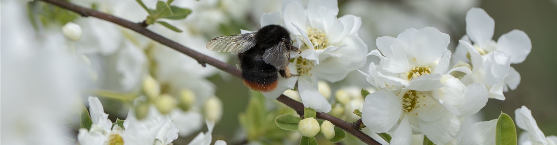 Exochorda x macrantha 'The Bride'